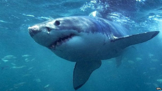 Swimming AND Streaming with Sharks? Check Out this Video Live Streamed with VidiU & Sharelink