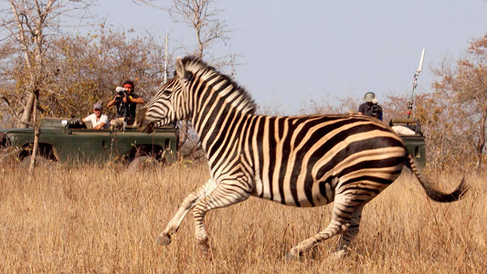 These Videos by Safari LIVE & Teradek Cubes Will Make You Wild About the Wild